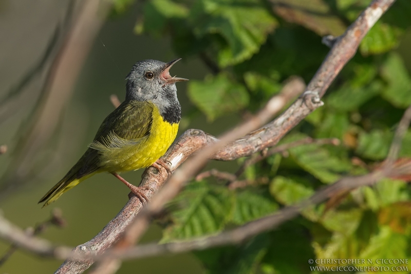 Mourning Warbler