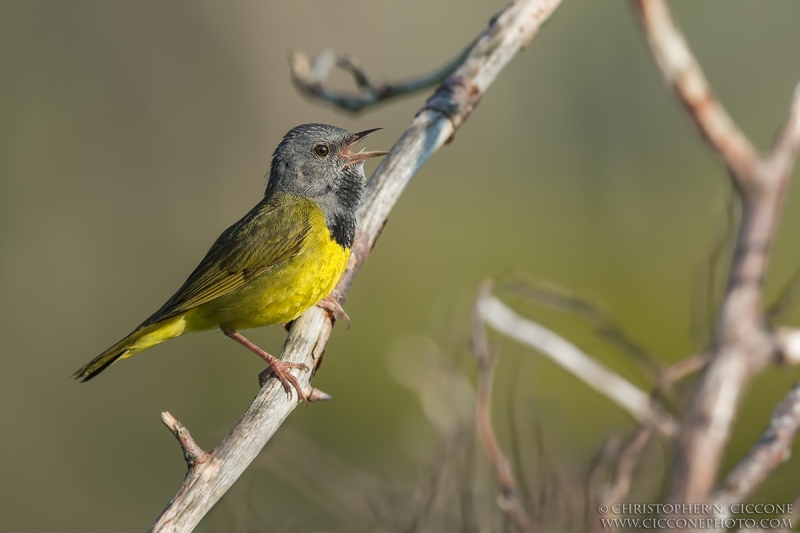 Mourning Warbler