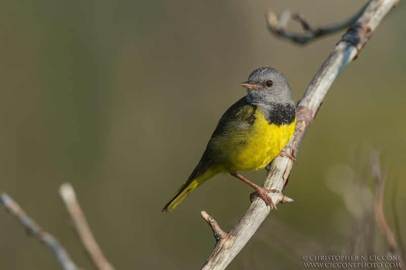 Mourning Warbler