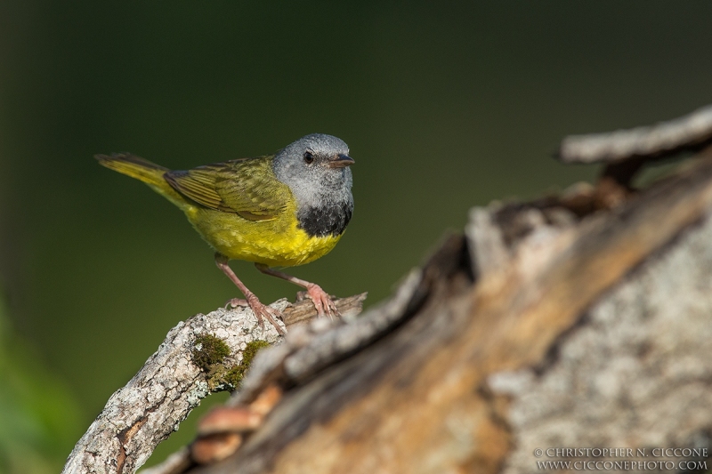 Mourning Warbler