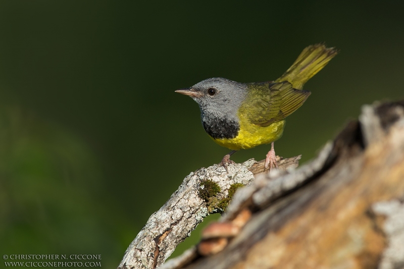 Mourning Warbler