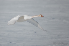 Mute Swan