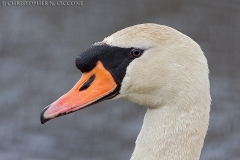 Mute Swan