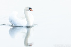 Mute Swan