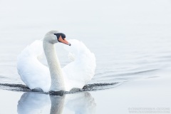 Mute Swan