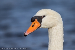 Mute Swan