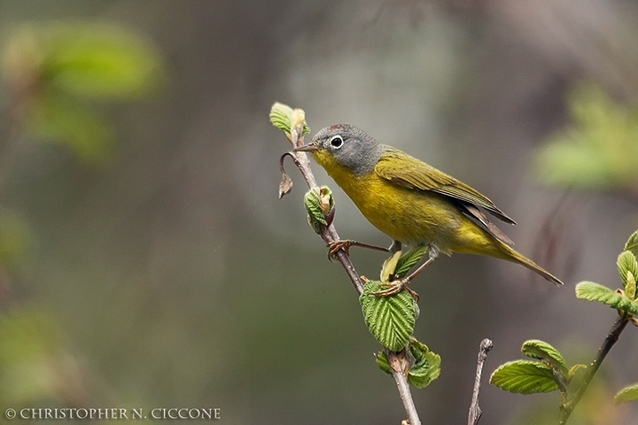 Nashville Warbler