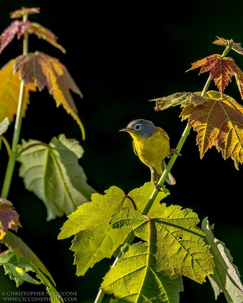 Nashville Warbler