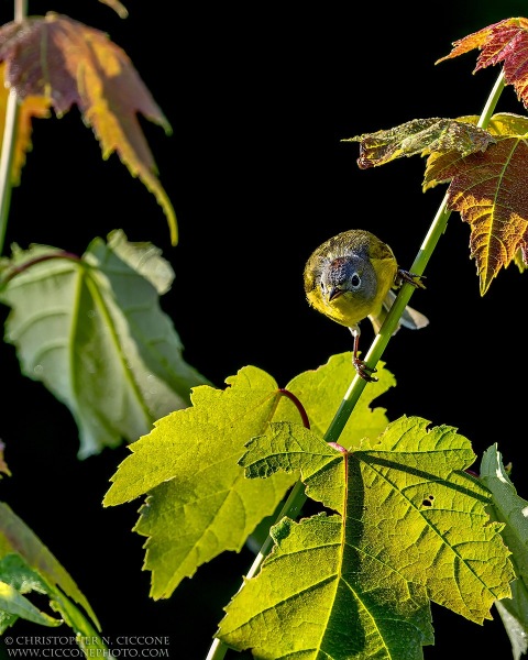 Nashville Warbler