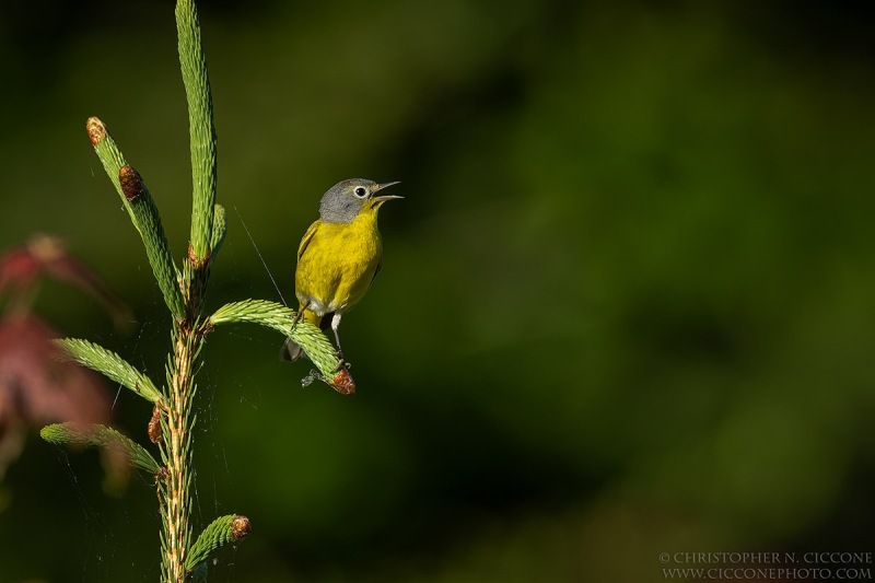 Nashville Warbler