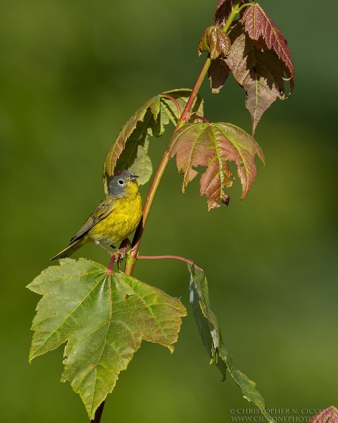 Nashville Warbler