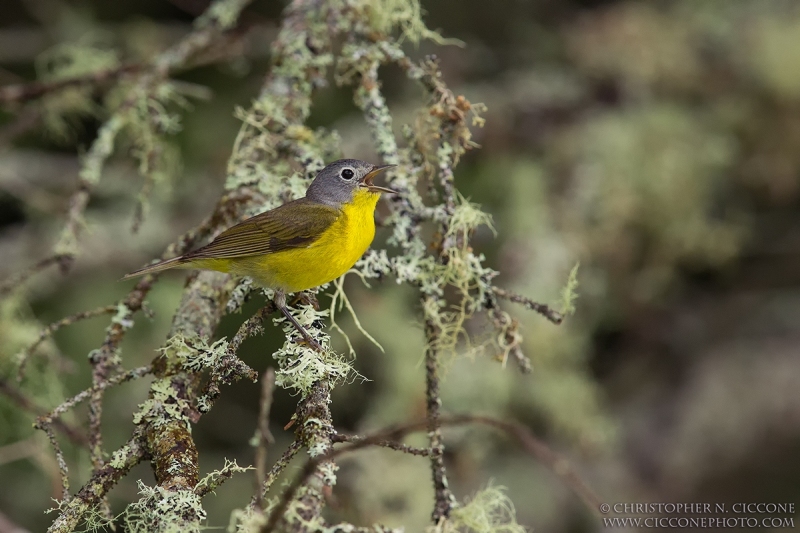 Nashville Warbler