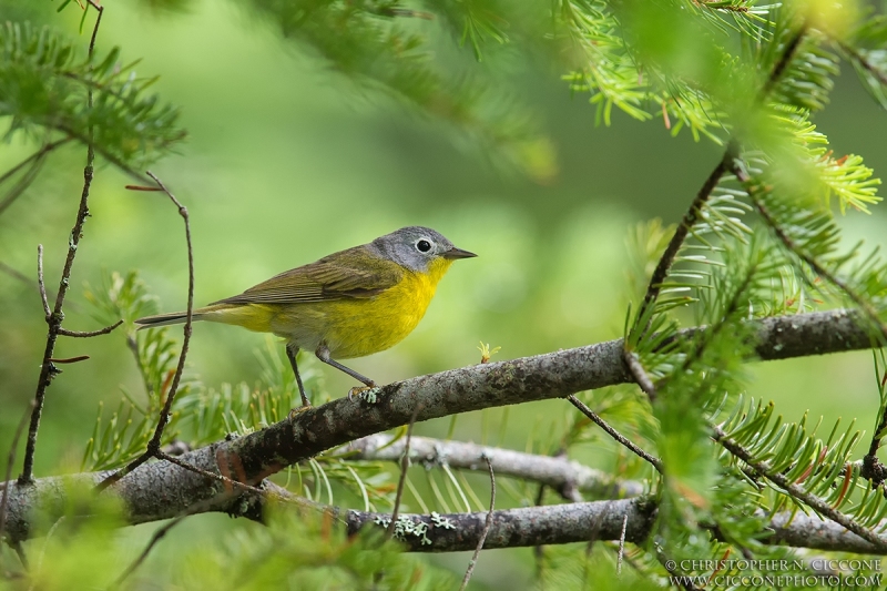 Nashville Warbler