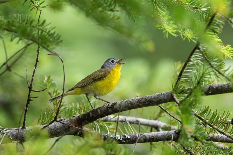 Nashville Warbler