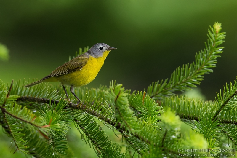 Nashville Warbler