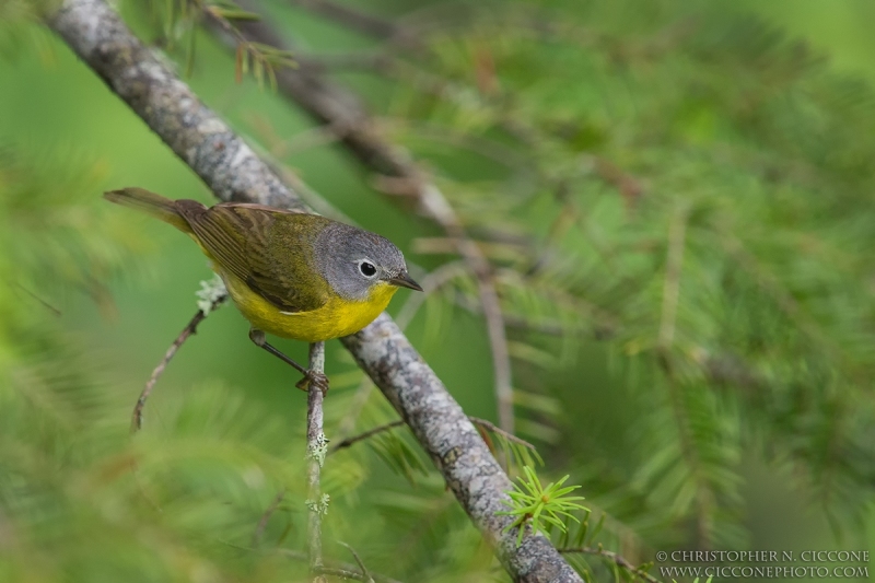 Nashville Warbler