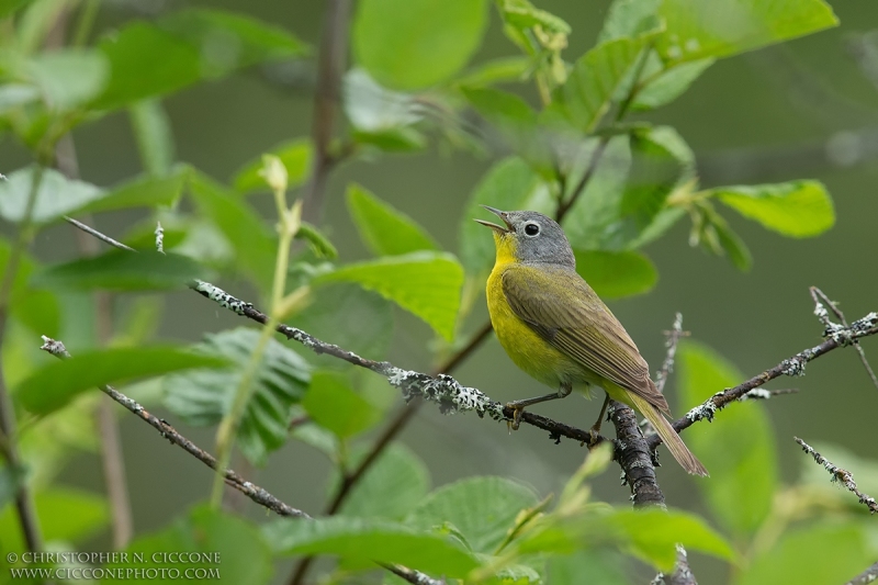 Nashville Warbler