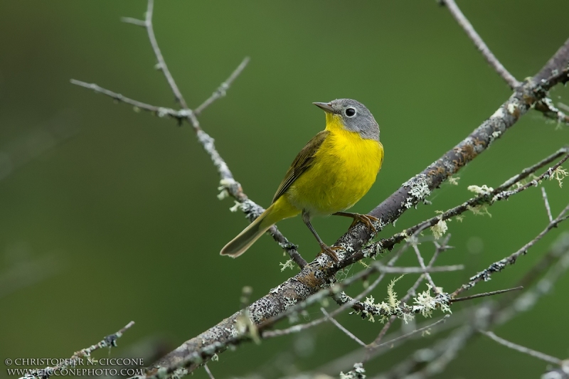 Nashville Warbler