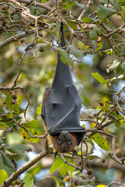 Indian Flying Fox