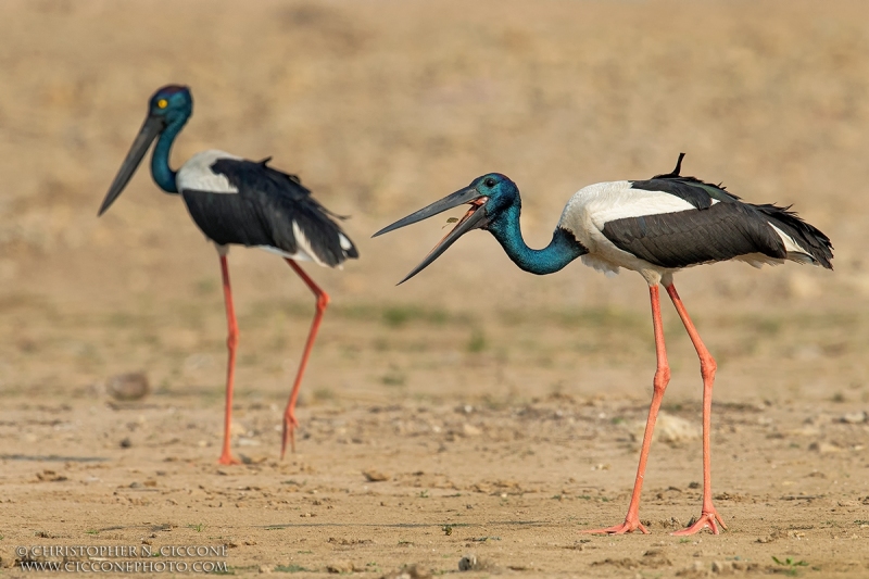 Black-necked Storks