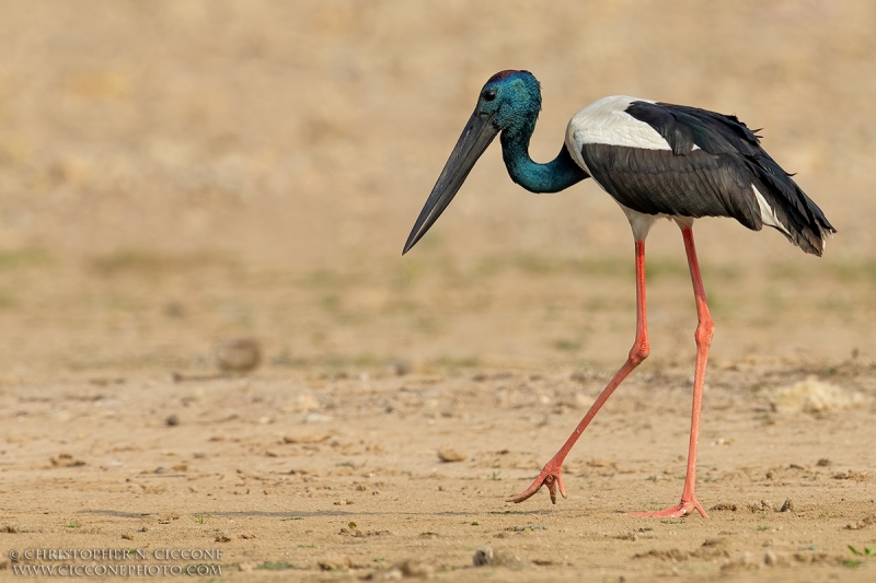 Black-necked Stork