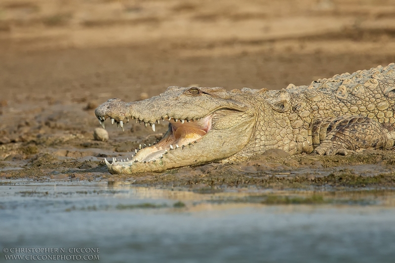 Mugger Crocodile