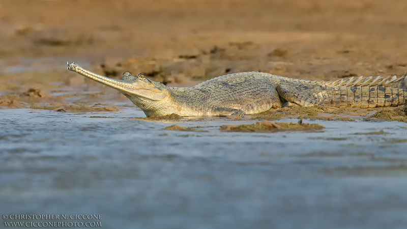 Gharial