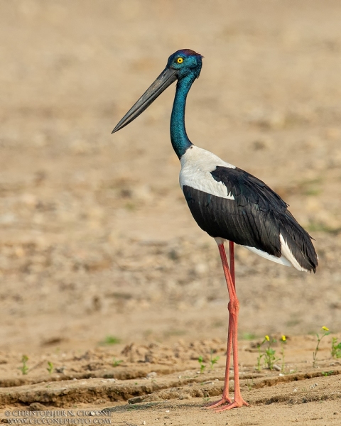 Black-necked Stork