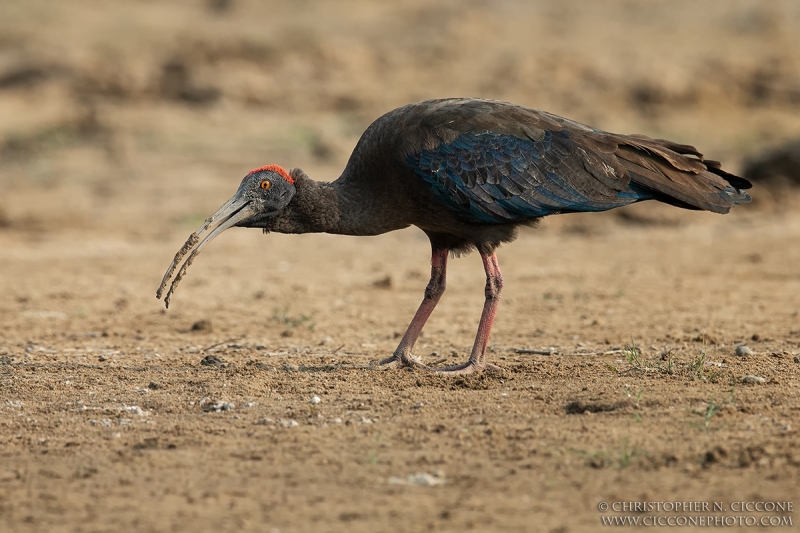 Red-naped Ibis