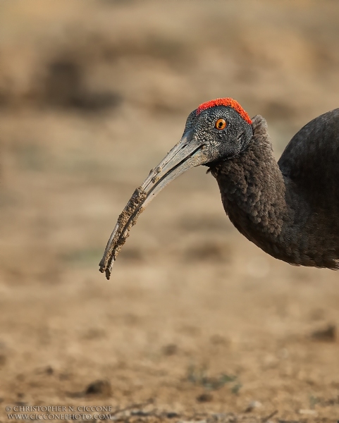 Red-naped Ibis