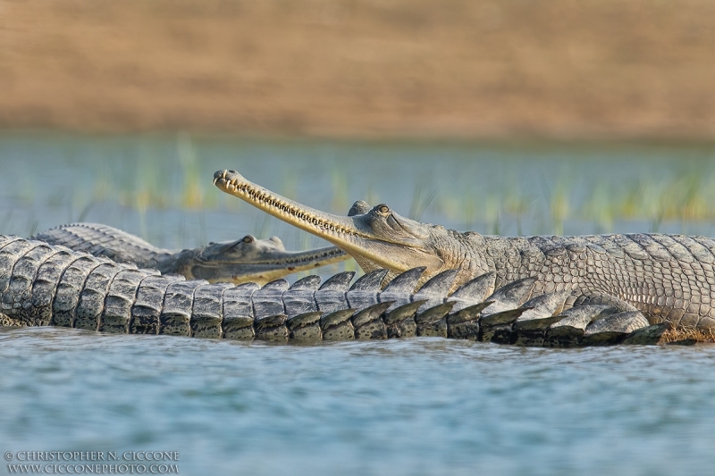 Gharial