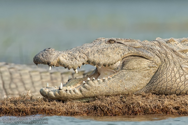 Mugger Crocodile