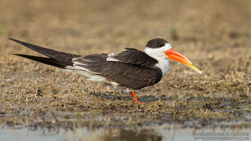 Indian Skimmer