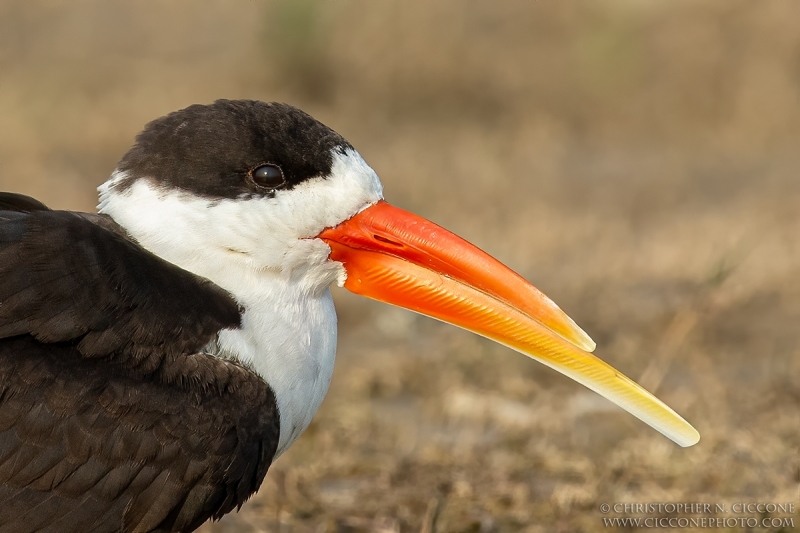 Indian Skimmer