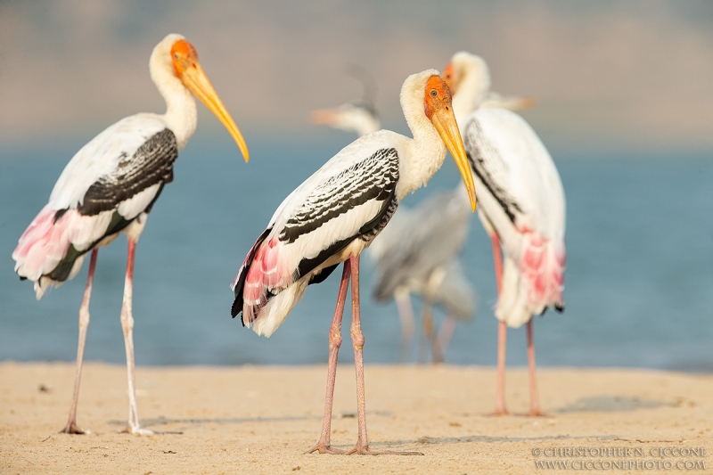 Painted Storks