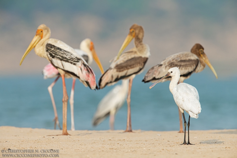 Painted Storks