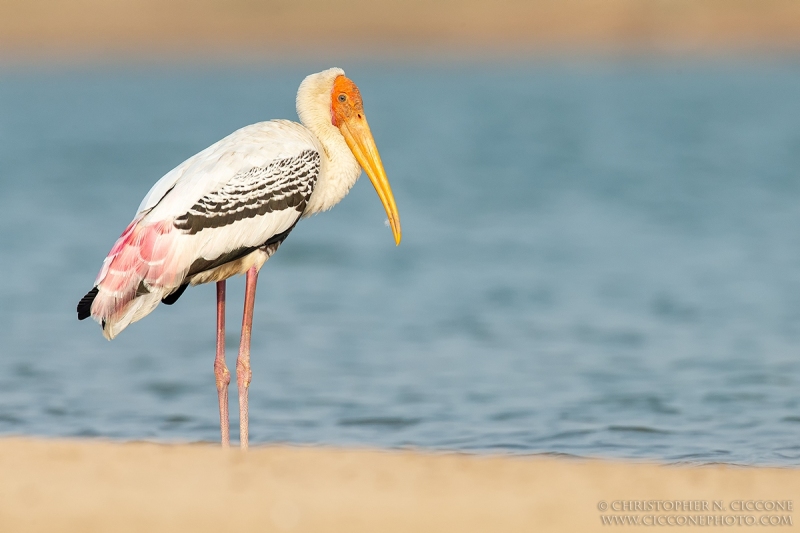 Painted Stork