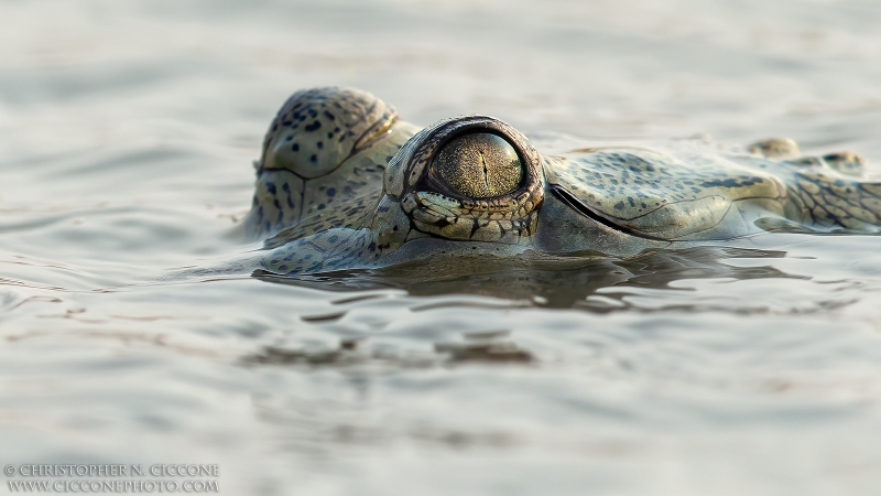 Gharial