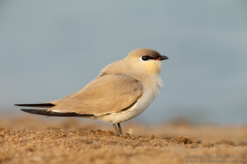 Little Pratincole