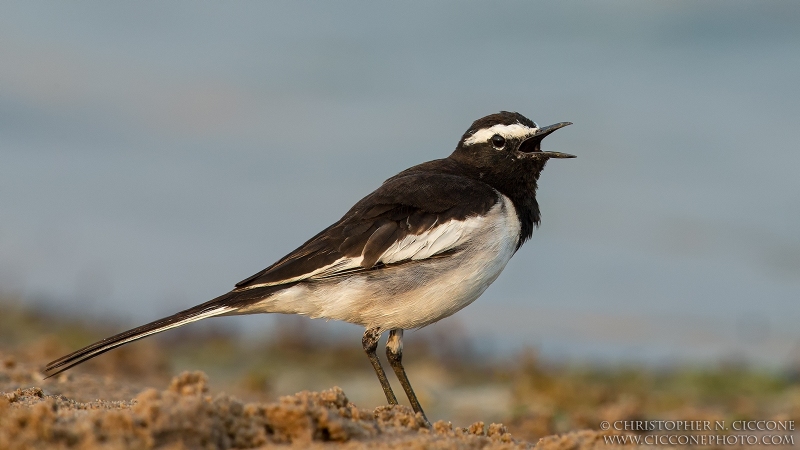 White-browed Wagtail