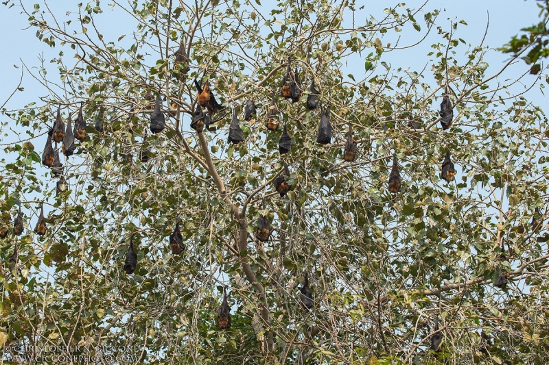 Indian Flying Fox