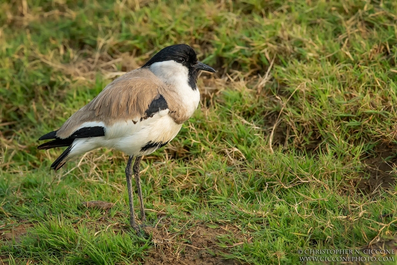 River Lapwing