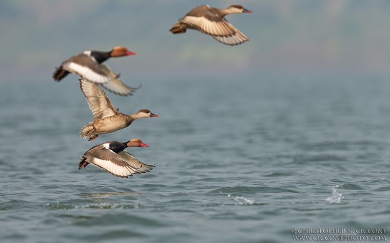 Red-crested Pochard