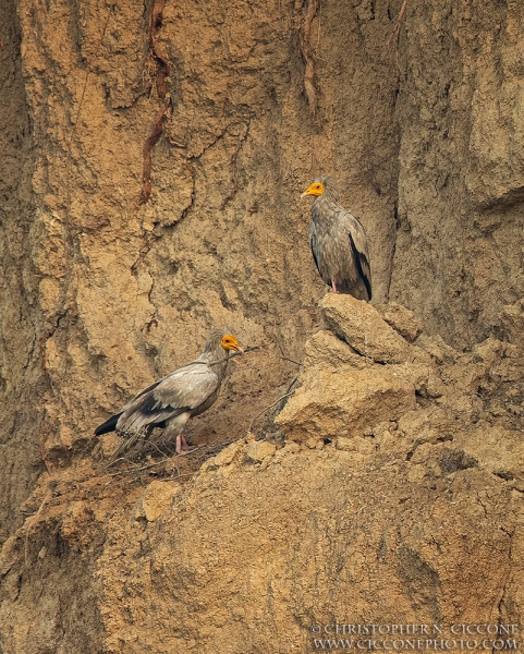 Egyptian Vultures