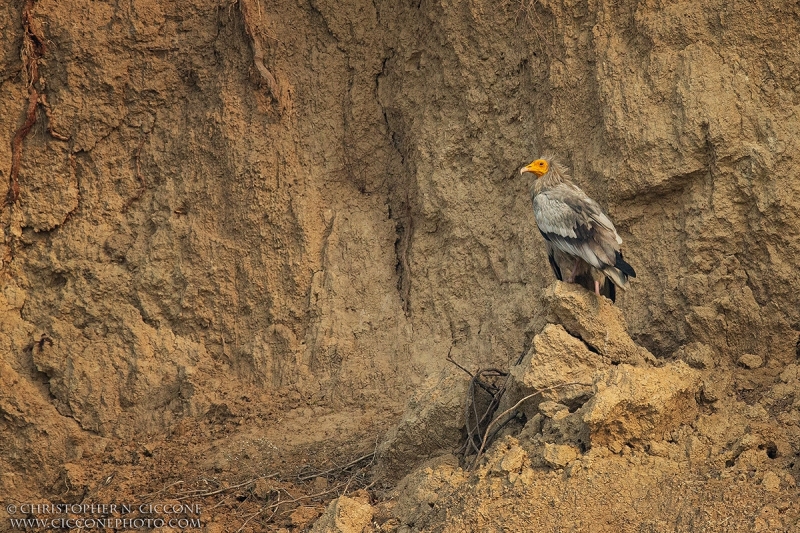 Egyptian Vulture