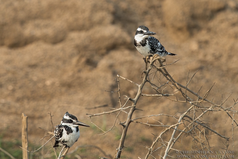 Pied Kingfishers