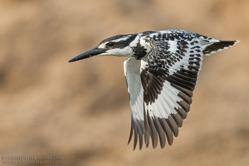 Pied Kingfisher