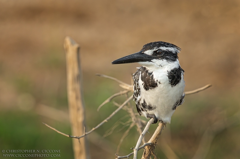 Pied Kingfisher