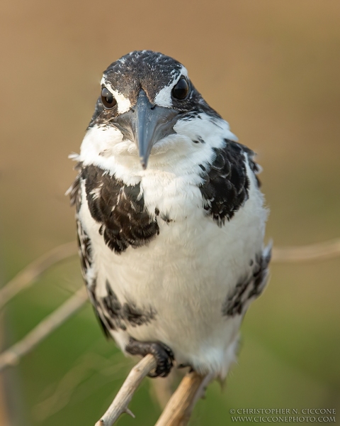 Pied Kingfisher