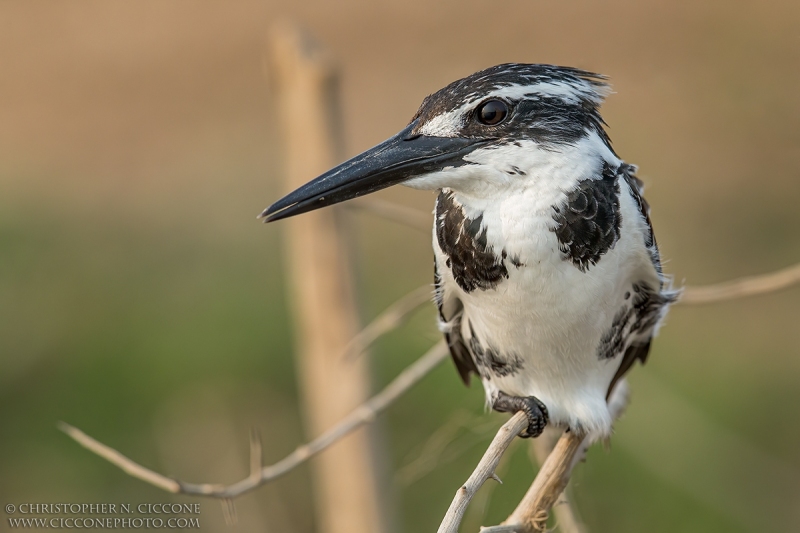 Pied Kingfisher